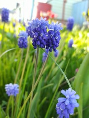 blue flowers in the garden