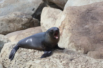 Neuseeländischer Seebär / New Zealand fur seal / Arctocephalus forsteri.