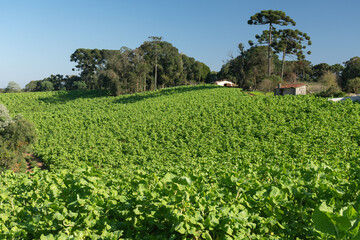 Fototapeta na wymiar Pequena propriedade rural. São José dos Pinhais, Paraná Brasil. Cabbage production on a small rural property