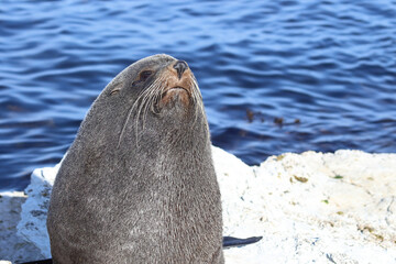 Neuseeländischer Seebär / New Zealand fur seal / Arctocephalus forsteri