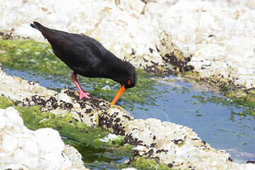 Neuseeländischer Austernfischer / Variable oystercatcher / Haematopus unicolor