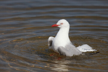 Rotschnabelmöwe / Red-billed gull / Larus scopulinus