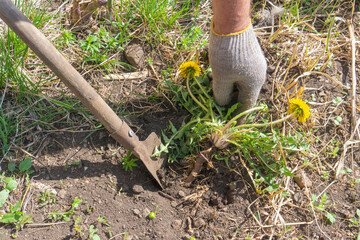 Gloved hand pulls out a dandelion weed, digging it up with small shovel. Yellow dandelion flowers,...