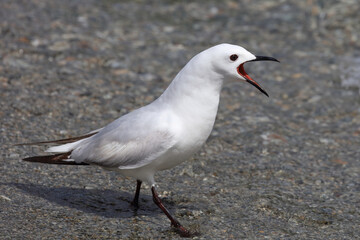 Maorimöwe / Black-billed gull / Chroicocephalus bulleri