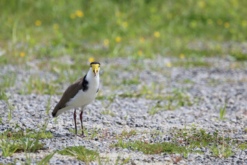 Maskenkiebitz / Masked lapwing / Vanellus miles miles