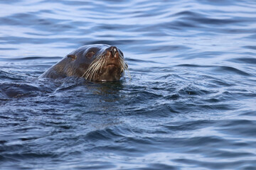 Fototapeta premium Neuseeländischer Seebär / New Zealand fur seal / Arctocephalus forsteri