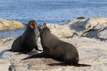 Fototapeta premium Neuseeländischer Seebär / New Zealand fur seal / Arctocephalus forsteri.