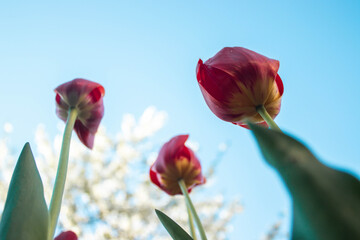 red tulips against blue sky