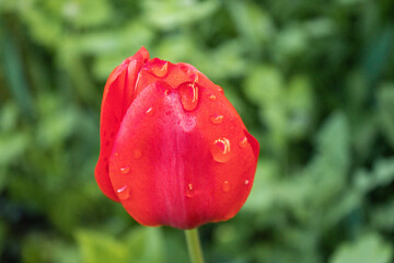 red tulip with drops