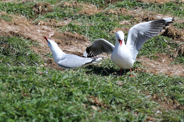 Rotschnabelm&ouml;we / Red-billed gull / Larus scopulinus.