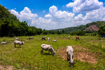 Fototapeta premium Raising cattle, villagers let them eat the pasture. Natural
