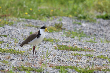 Maskenkiebitz / Masked lapwing / Vanellus miles miles