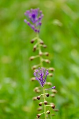 Obraz premium Detail of blue flowers of Tassel grape hyacinth (Muscari comosum) photographed among other wild flowers in the field