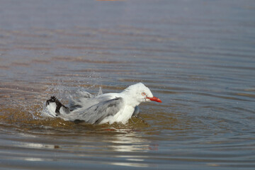 Rotschnabelmöwe / Red-billed gull / Larus scopulinus