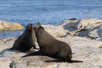 Fototapeta premium Neuseeländischer Seebär / New Zealand fur seal / Arctocephalus forsteri.