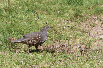Schopfwachtel / California quail or California valley quail / Callipepla californica.