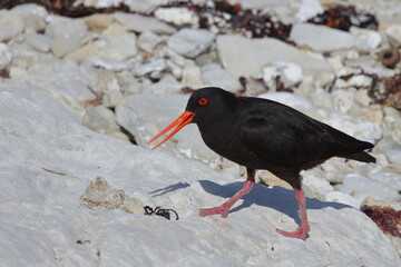 Neuseeländischer Austernfischer / Variable oystercatcher / Haematopus unicolor
