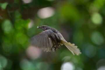 Streak - eared Bulbul