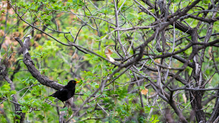 Blackbird on a tree's branch