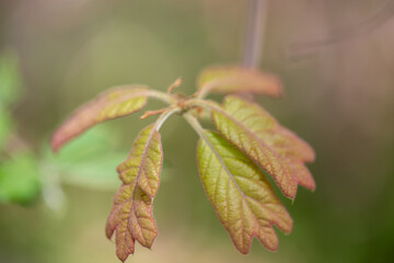 Oak leaf in spring soft background and texture