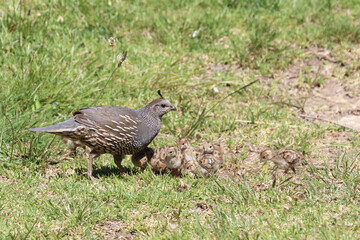 Schopfwachtel / California quail or California valley quail / Callipepla californica.