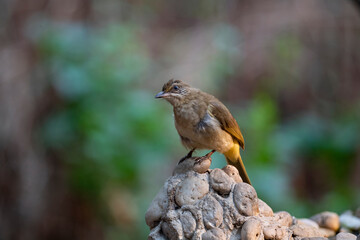 Streak - eared Bulbul