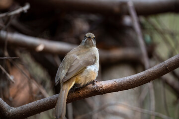 Streak - eared Bulbul