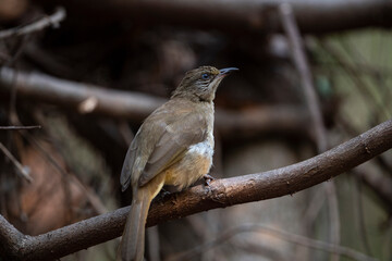 Streak - eared Bulbul