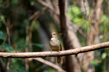 Streak - eared Bulbul