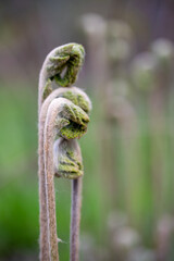 Fern frond fiddleheads in early spring along the Patuxent River in southern Maryland Calvert county USA 