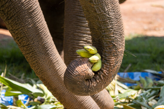 Close up, the elephant trunk holding the fruit, the forage provided by the mahout. Thai elephants like to eat bananas.