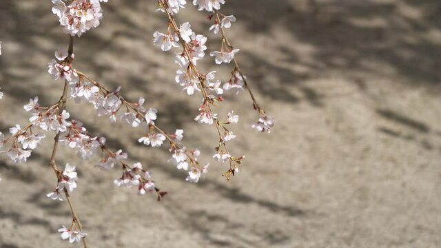 揺れるしだれ桜の枝先と地面の影