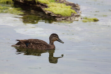 Stockente / Mallard / Anas platyrhynchos..