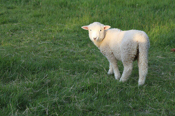 Romneyschaf / Romney sheep / Ovis.