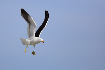 Fototapeta na wymiar Dominikanermöwe / Southern black-backed gull / Larus dominicanus.