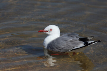 Rotschnabelmöwe / Red-billed gull / Larus scopulinus