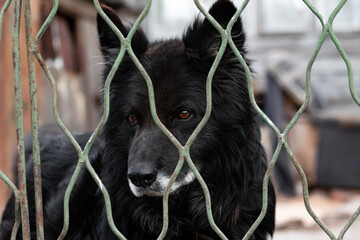 Dog breed sheepdog behind the bars of the fence. A black pet with brown eyes closed in the...