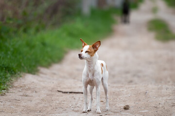 Naklejka na ściany i meble A small toy fox terrier white terrier dog with fawn and red spots stands in the middle of a road in the summer on the street with a pretty snout enjoying the weather against the green grass.