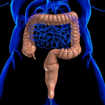Large Intestine 3D Illustration Human Digestive System Anatomy
