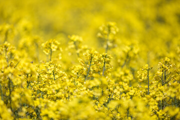 Fototapeta premium Vivid Yellow Canola/ Rapeseed Flowers