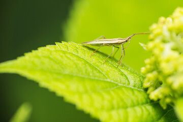 Stenodema laevigata forest bug on a green hydrangea leaf. Macro photo