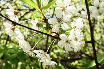 Flowers of the cherry blossoms on a spring day close-up
