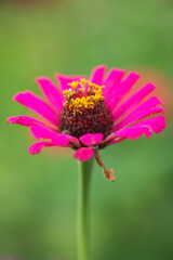Bright red zinnia flower with a soft green background. Selective focus.