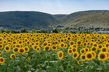 scenic views of the colors of the chianti in tuscany