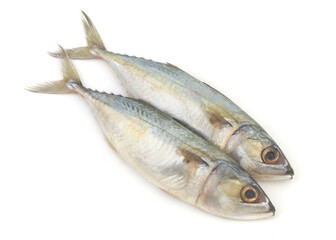 Short mackerel fish isolated on white background