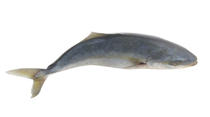 Yellowtail amberjack fish isolated on white background