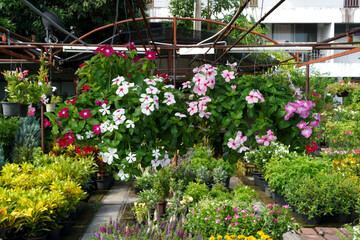 Flowers in the horticultural shop Ornamental flowers 