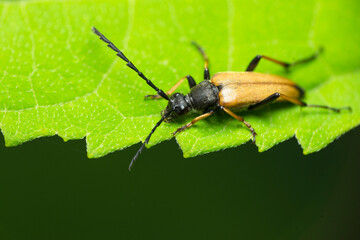 A barbel beetle on a green hydrangea leaf. Close-up. High quality photo