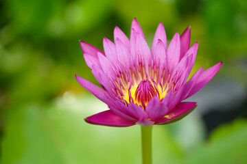 Beautiful lotus flower. Close-up Lotus flower background. Lotus is symbol for Vietnamese.