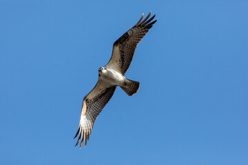 Osprey flying